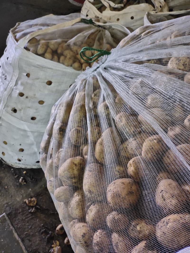 内蒙古呼伦贝尔一级优选通货黄金薯土豆黄心为主