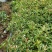红叶石楠苗50到70高度。基地直销，无中间环节，量大供应
