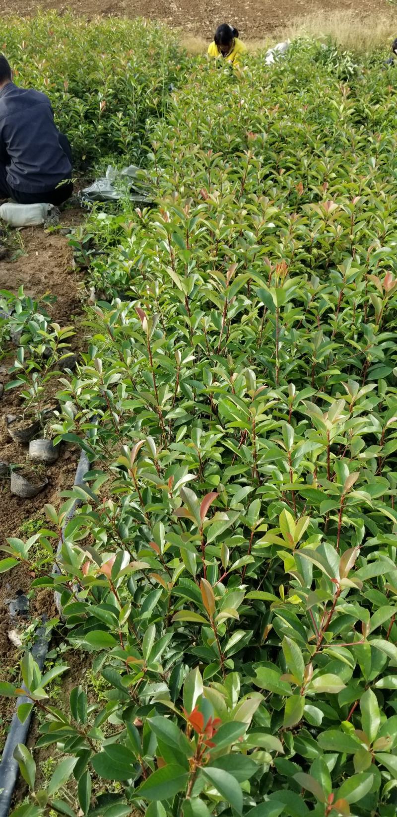 红叶石楠苗50到70高度。基地直销，无中间环节，量大供应