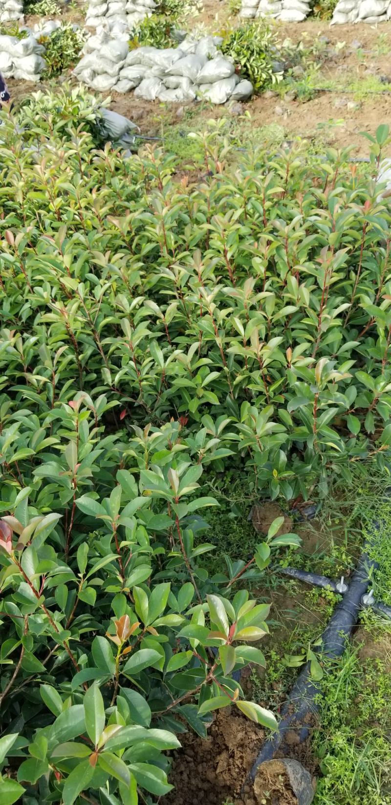 红叶石楠苗50到70高度。基地直销，无中间环节，量大供应
