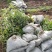 红叶石楠苗50到70高度。基地直销，无中间环节，量大供应