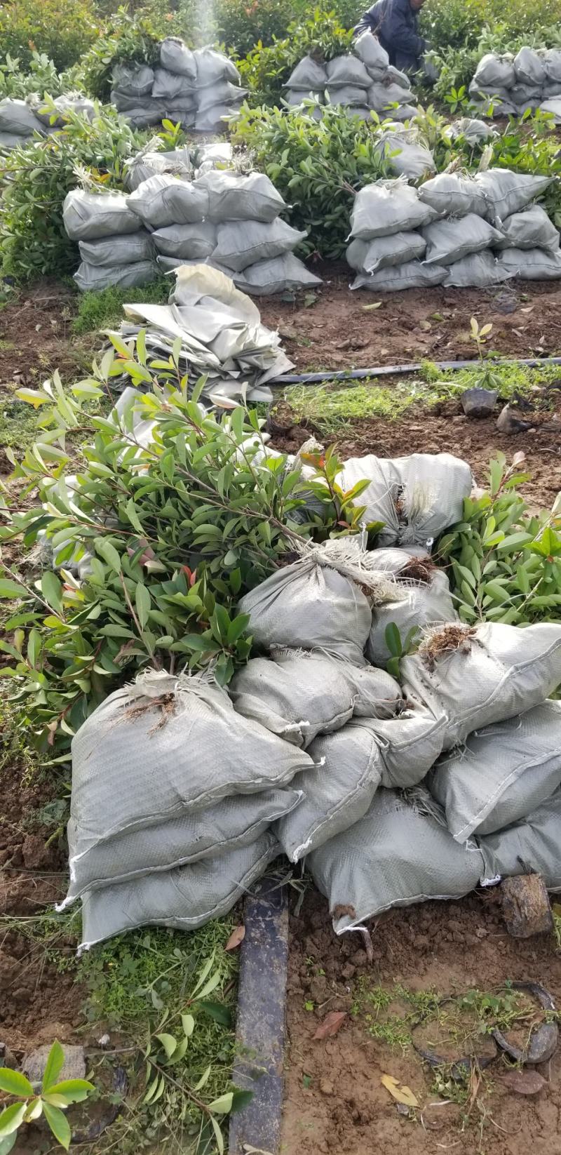 红叶石楠苗50到70高度。基地直销，无中间环节，量大供应