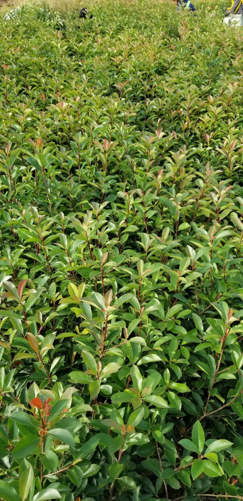 红叶石楠苗50到70高度。基地直销，无中间环节，量大供应