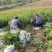 红叶石楠苗50到70高度。基地直销，无中间环节，量大供应