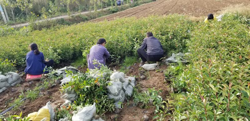 红叶石楠苗50到70高度。基地直销，无中间环节，量大供应