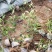 红叶石楠苗50到70高度。基地直销，无中间环节，量大供应