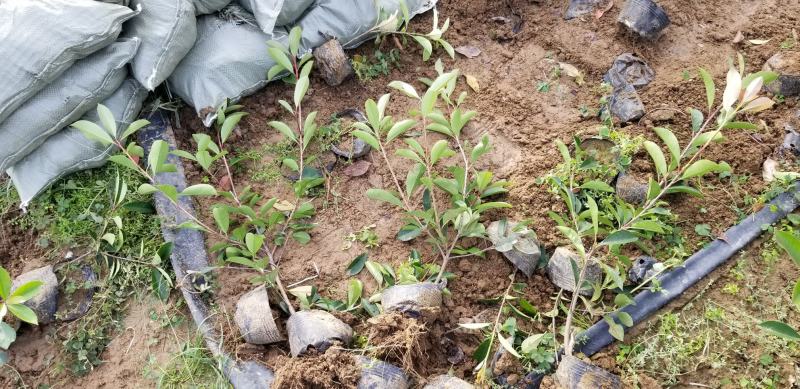 红叶石楠苗50到70高度。基地直销，无中间环节，量大供应