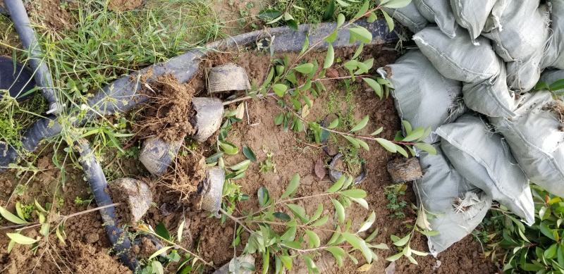 红叶石楠苗50到70高度。基地直销，无中间环节，量大供应