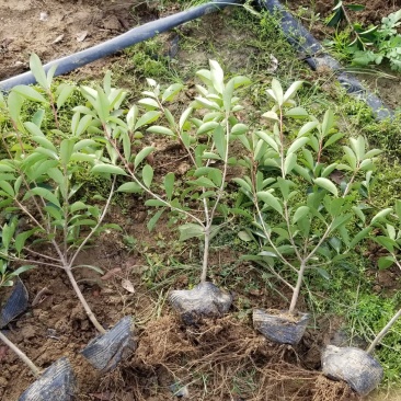 红叶石楠苗50到70高度。基地直销，无中间环节，量大供应