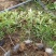 红叶石楠苗50到70高度。基地直销，无中间环节，量大供应