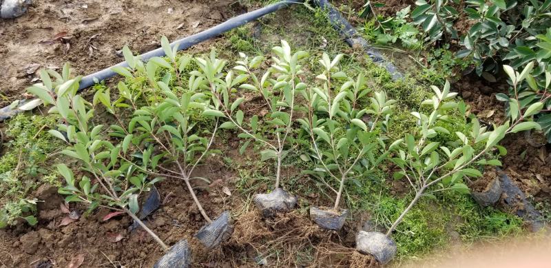 红叶石楠苗50到70高度。基地直销，无中间环节，量大供应