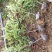 红叶石楠苗50到70高度。基地直销，无中间环节，量大供应