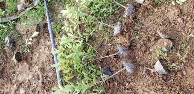 红叶石楠苗50到70高度。基地直销，无中间环节，量大供应