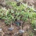 红叶石楠苗50到70高度。基地直销，无中间环节，量大供应