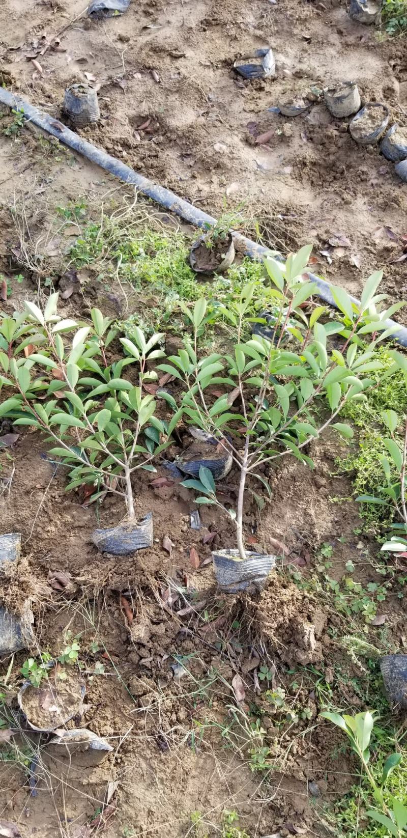 红叶石楠苗50到70高度。基地直销，无中间环节，量大供应