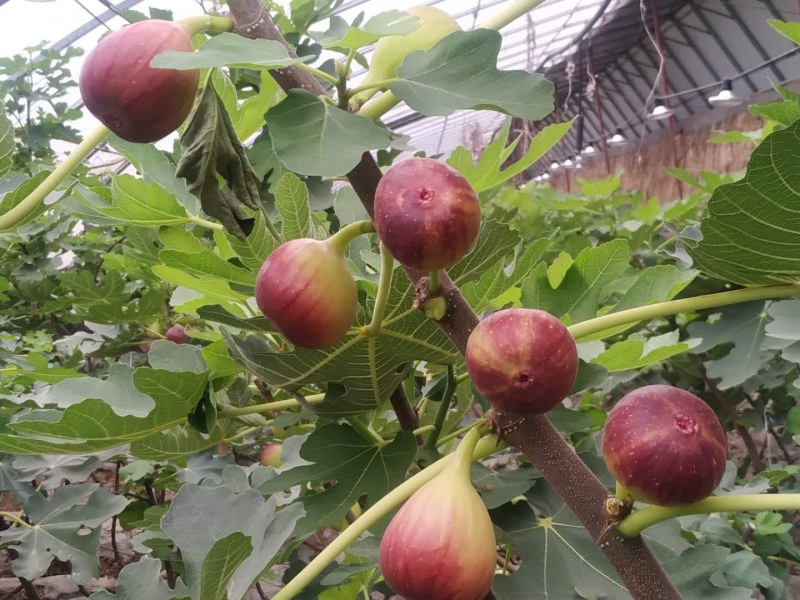 波姬红无花果树苗(可零售)当天发货，时效保证，品质保证