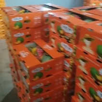 哈密瓜甜瓜西州蜜瓜山东寿光自产自销产地直供