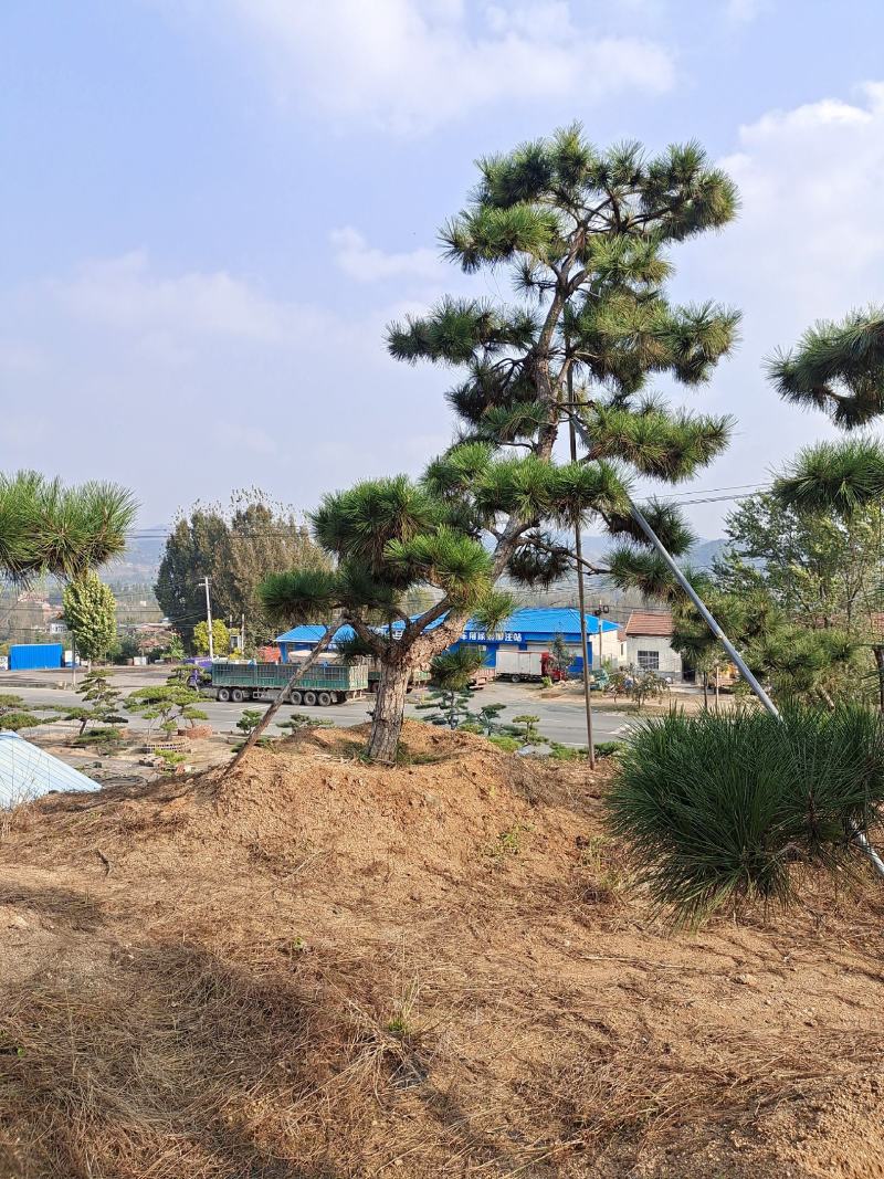 造型松