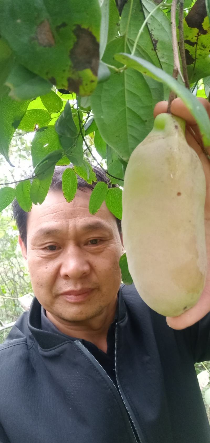 少籽八月瓜，九月炸，十月摘下哄娃娃。晚熟八月瓜苗上市中