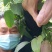 少籽八月瓜，九月炸，十月摘下哄娃娃。晚熟八月瓜苗上市中