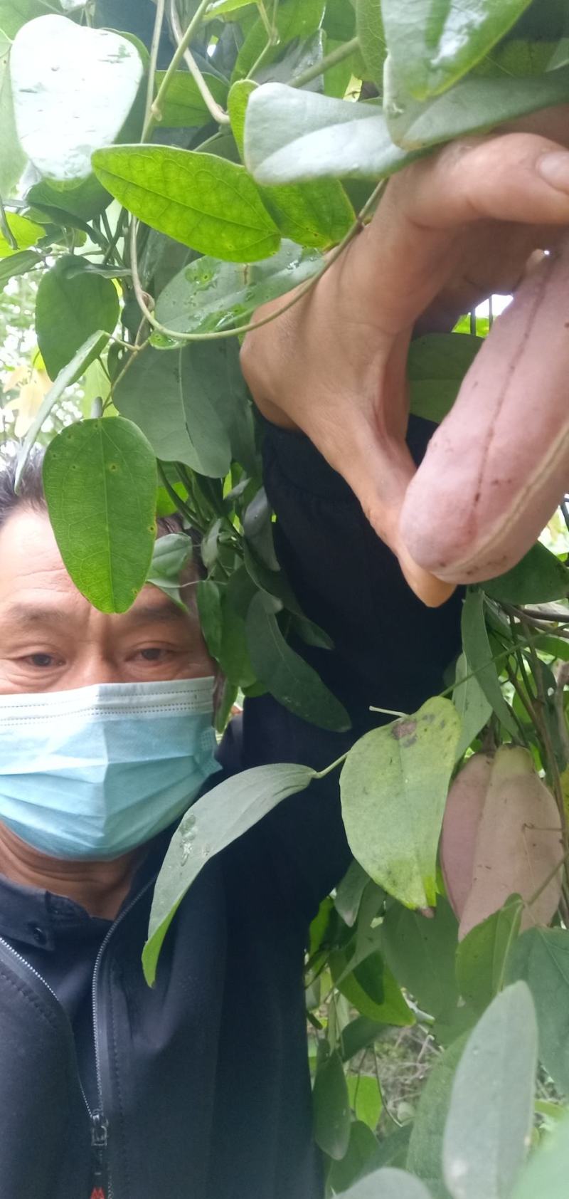 少籽八月瓜，九月炸，十月摘下哄娃娃。晚熟八月瓜苗上市中