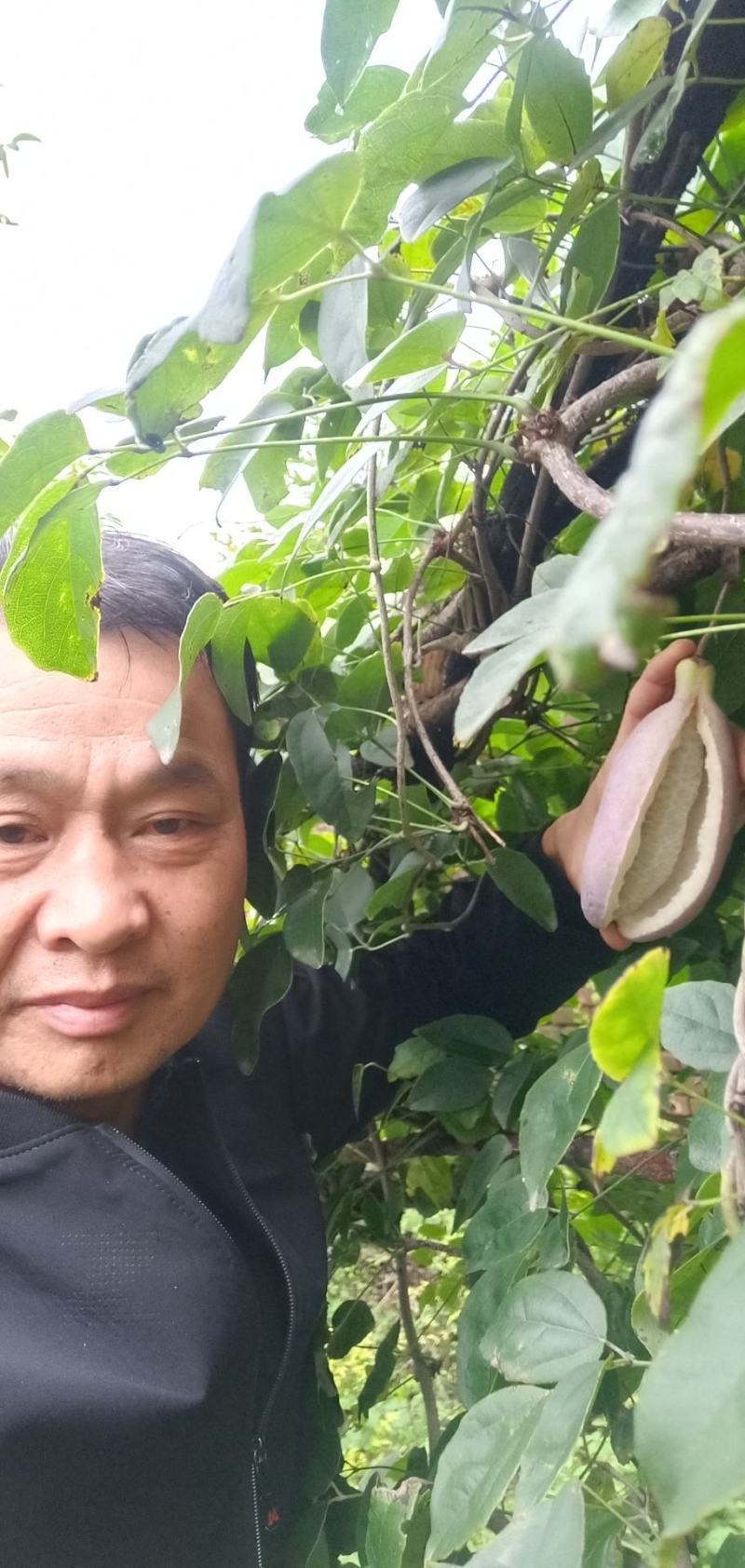 少籽八月瓜，九月炸，十月摘下哄娃娃。晚熟八月瓜苗上市中