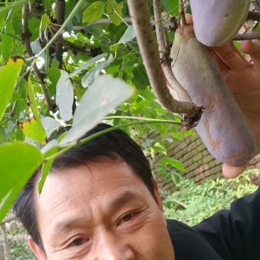 少籽八月瓜，九月炸，十月摘下哄娃娃。晚熟八月瓜苗上市中