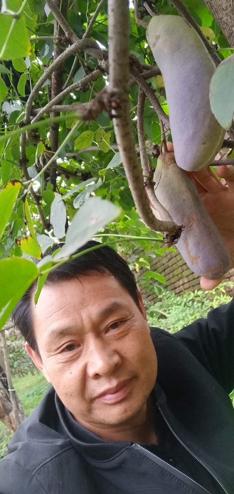 少籽八月瓜，九月炸，十月摘下哄娃娃。晚熟八月瓜苗上市中