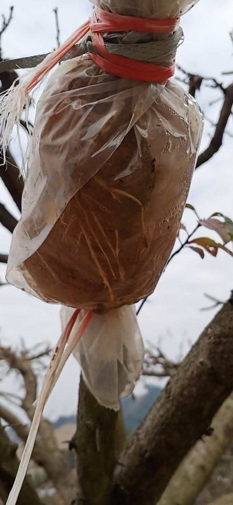 正宗三华李高压苗，产地直发，现挖现发，欢迎选购