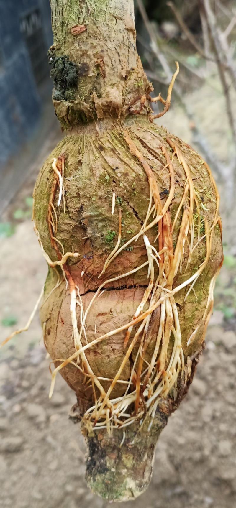 正宗三华李高压苗，产地直发，现挖现发，欢迎选购