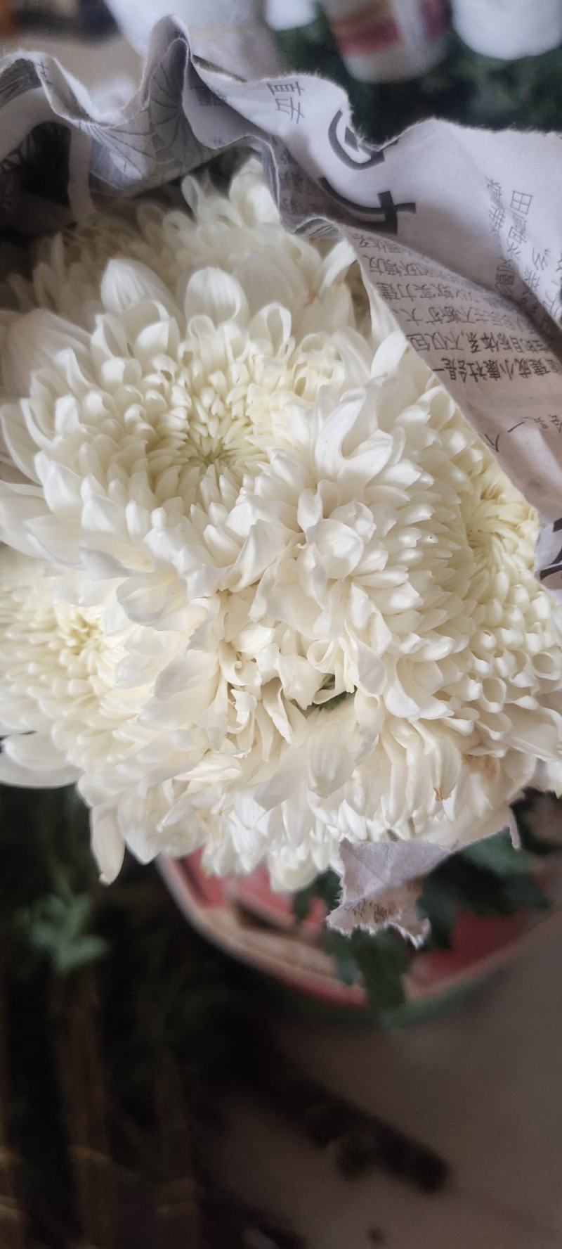 精品黄菊、白菊花鲜切花精品黄菊、白菊种苗