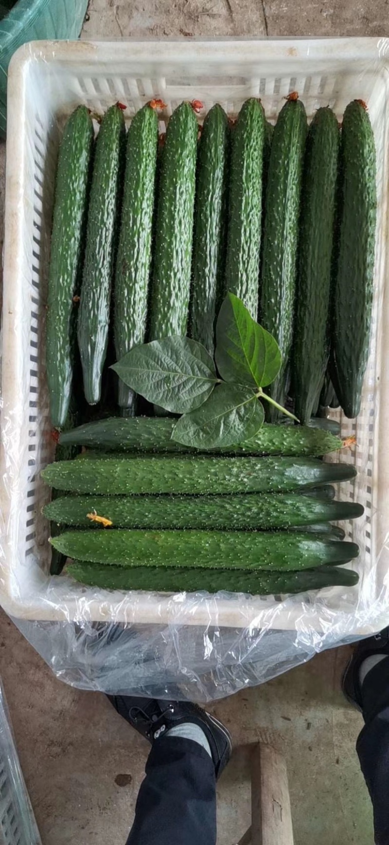 黄瓜油瓜带花刺黄瓜