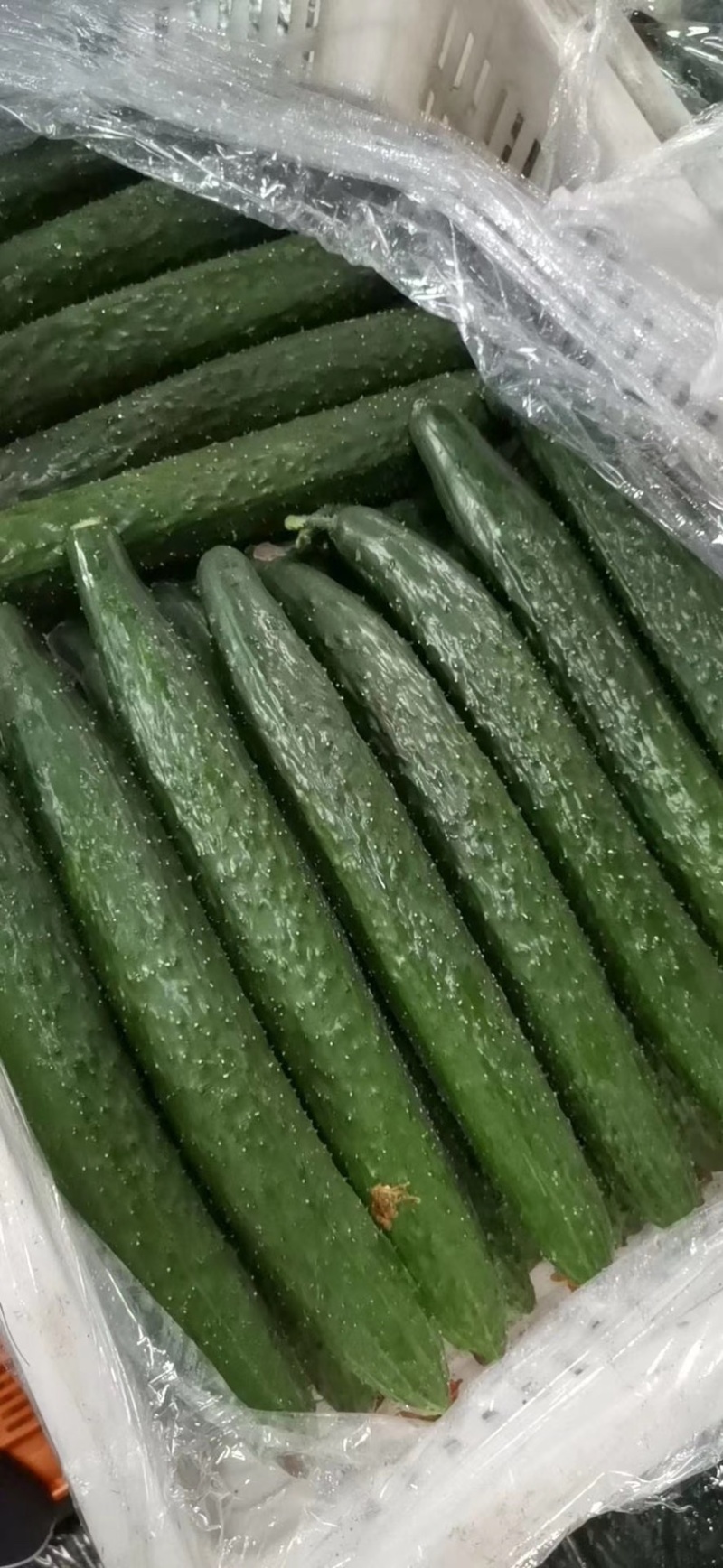 黄瓜油瓜带花刺黄瓜