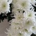 精品黄菊、白菊花鲜切花精品黄菊、白菊种苗