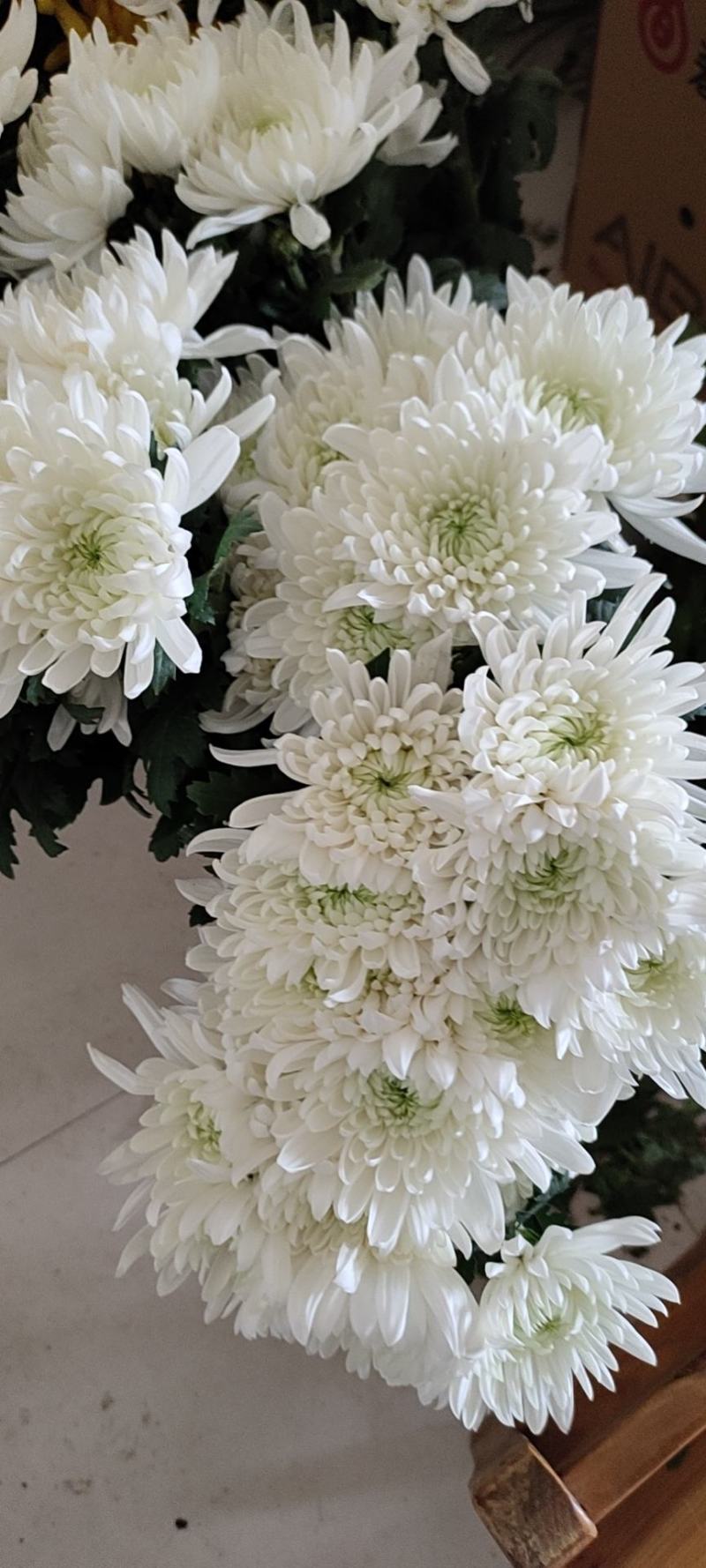 精品黄菊、白菊花鲜切花精品黄菊、白菊种苗