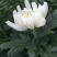 精品黄菊、白菊花鲜切花精品黄菊、白菊种苗