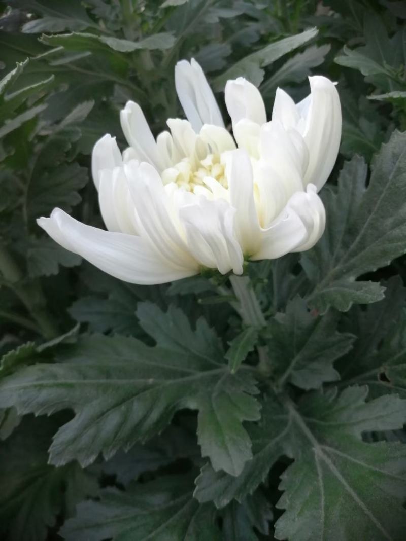 精品黄菊、白菊花鲜切花精品黄菊、白菊种苗
