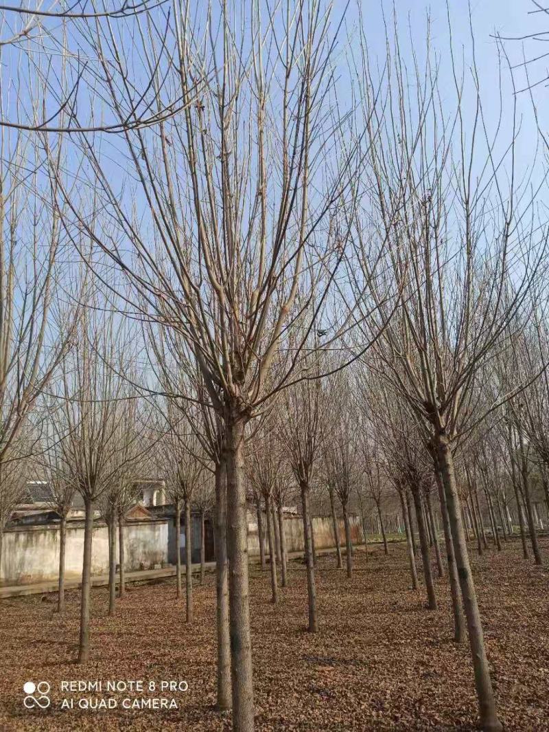 15公分白蜡二次移栽苗，成活率高2/4年帽12公分