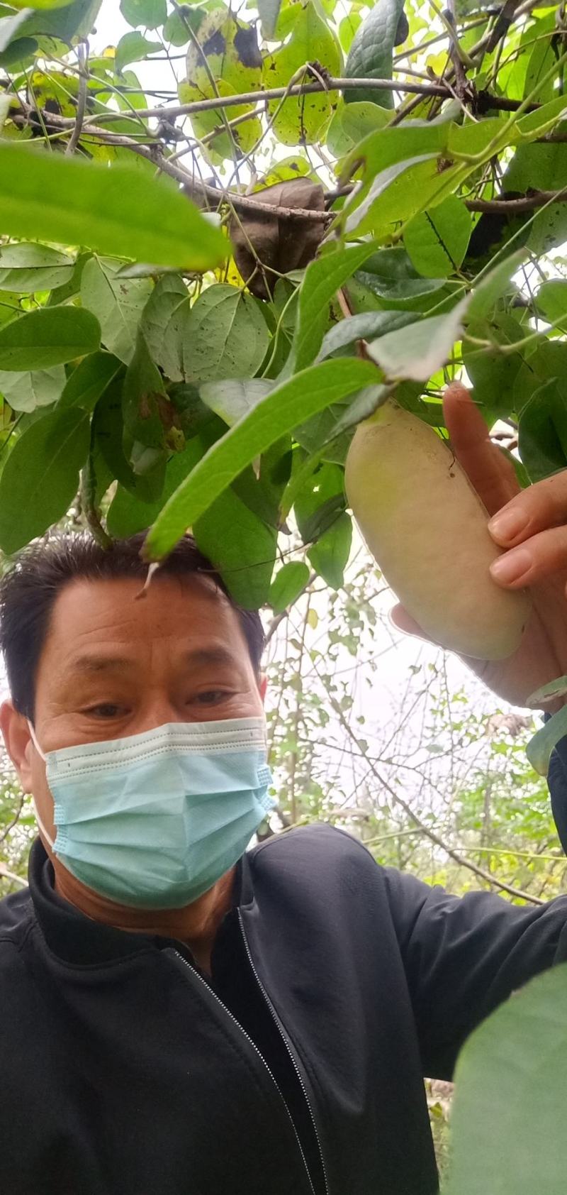 少籽八月瓜，九月炸，十月摘下哄娃娃。晚熟八月瓜苗上市中