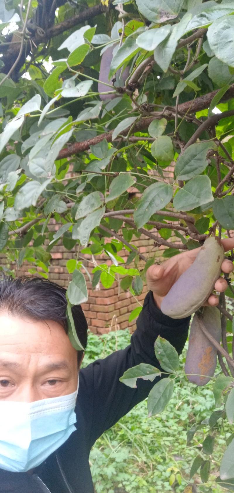 少籽八月瓜，九月炸，十月摘下哄娃娃。晚熟八月瓜苗上市中