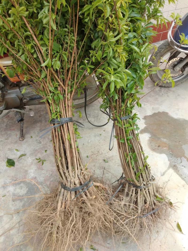 【品质种苗】李子苗（包邮）广东钱排镇（正宗）三华李嫁接苗