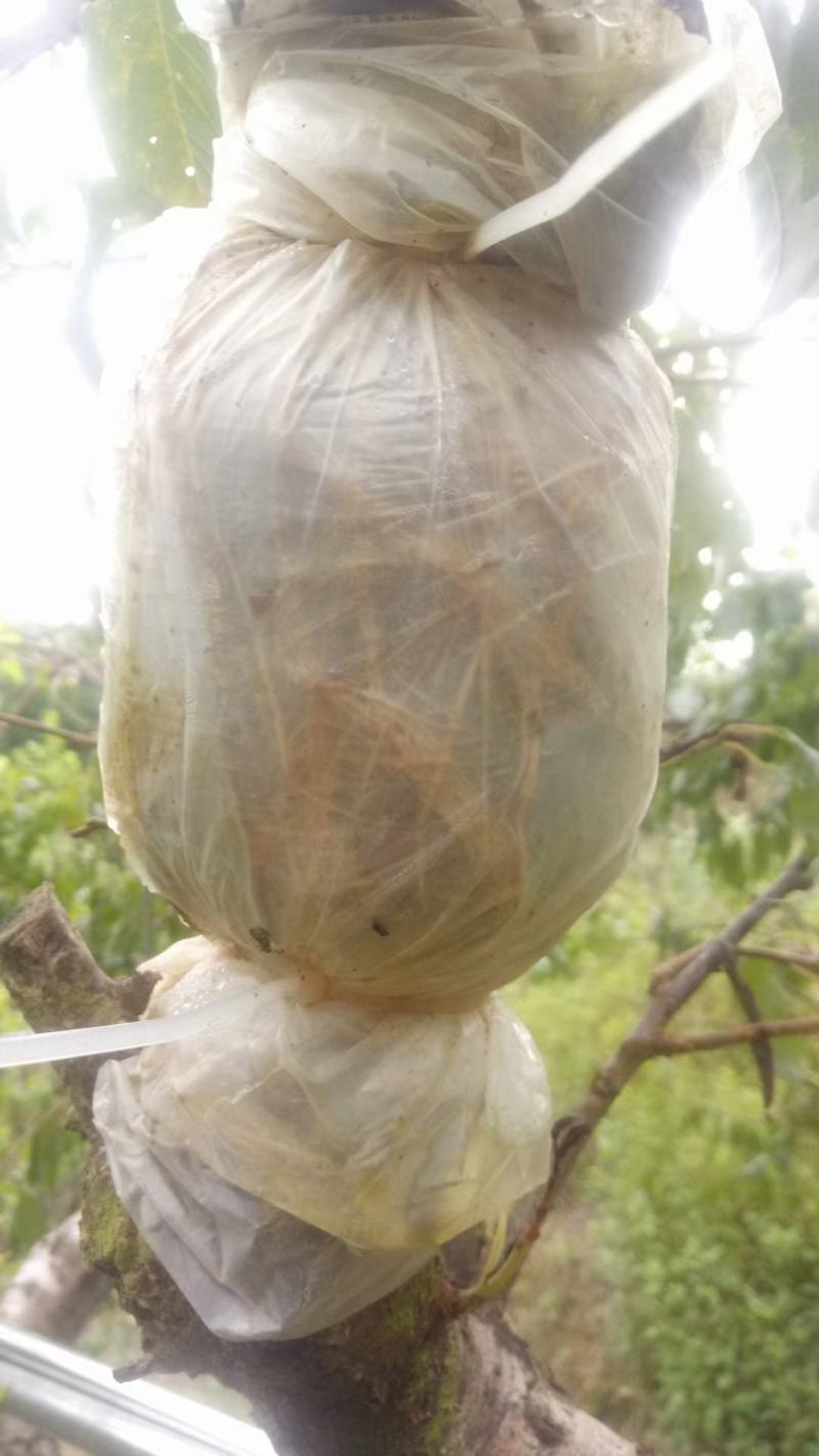 【放心苗】三华李高压苗，产地直发，现挖现发，欢迎选购