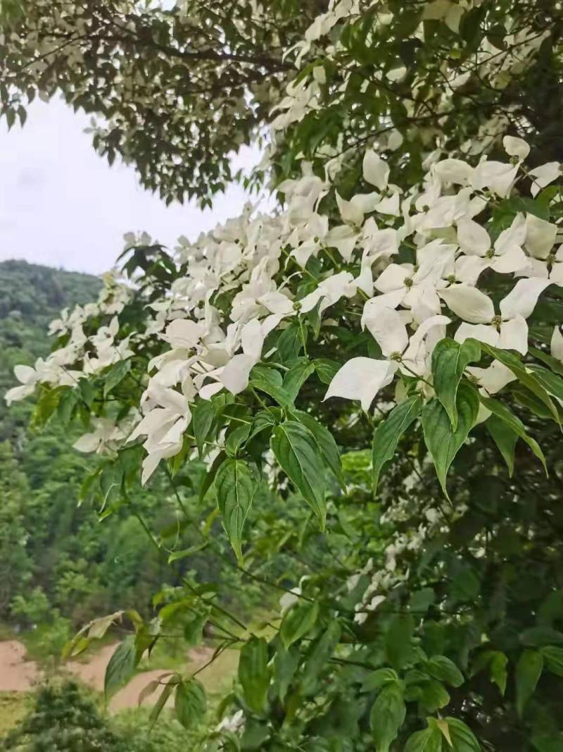 四照花，园林绿化种植，盆景，庭院种植唐梨儿