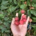 四照花，园林绿化种植，盆景，庭院种植唐梨儿