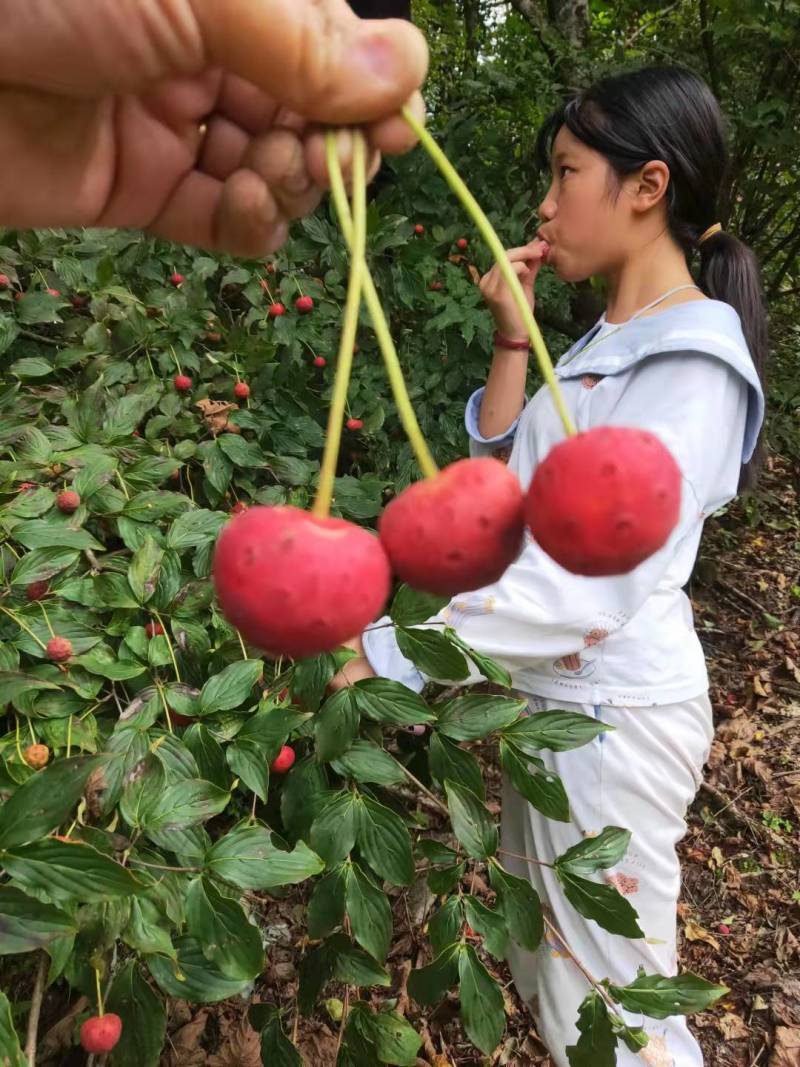 四照花，园林绿化种植，盆景，庭院种植唐梨儿