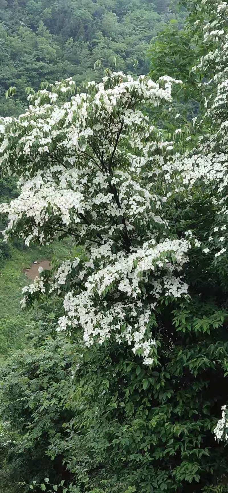 四照花，园林绿化种植，盆景，庭院种植唐梨儿