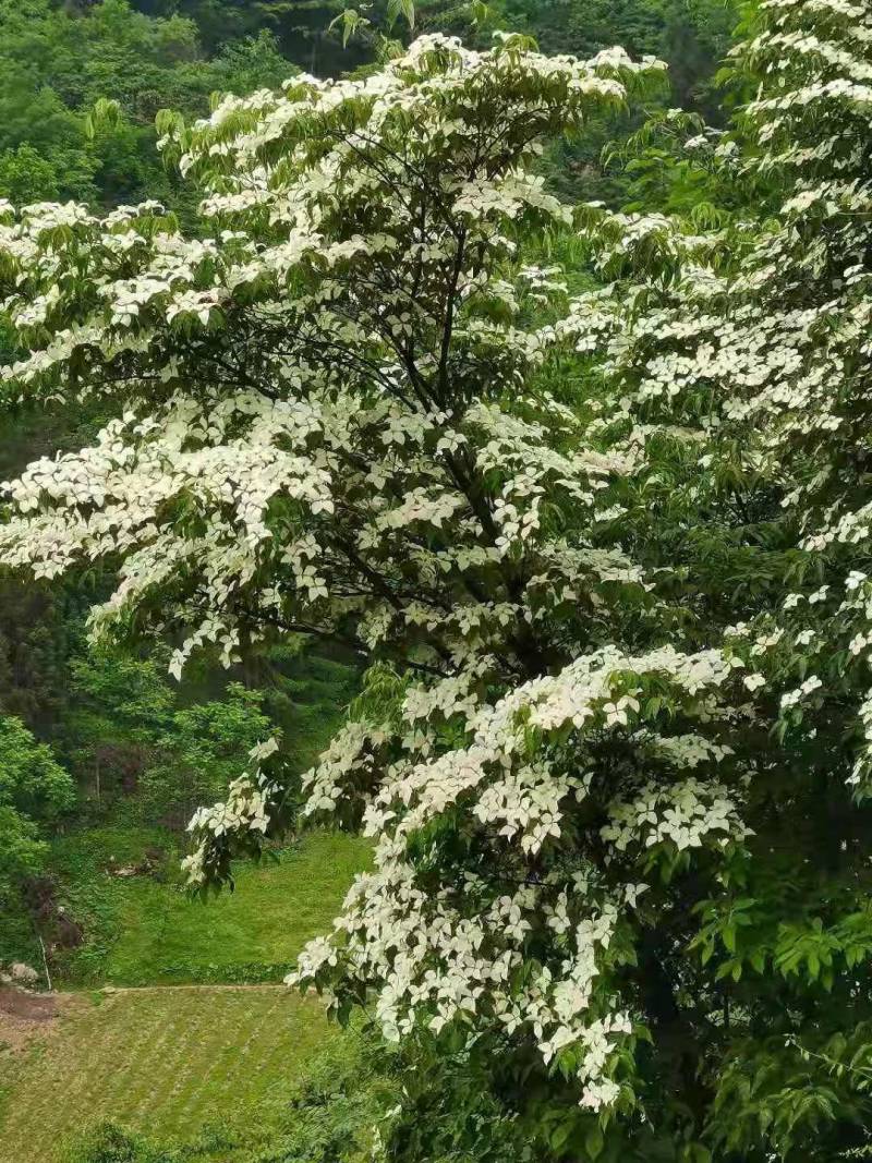 四照花，园林绿化种植，盆景，庭院种植唐梨儿