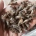 牤虫内蒙古选货统货都有质量可靠欢迎下单
