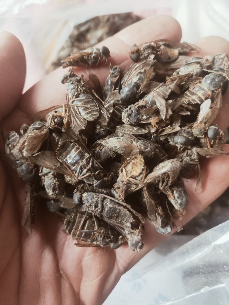 牤虫内蒙古选货统货都有质量可靠欢迎下单