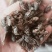 牤虫内蒙古选货统货都有质量可靠欢迎下单